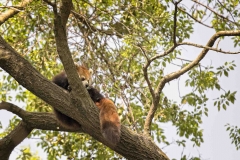 Red Panda Lookout