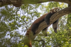 Lazy Red Panda