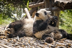 Giant Pandas